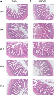 Feeding Bacillus subtilis ATCC19659 to Broiler Chickens Enhances Growth Performance and Immune Function by Modulating Intestinal Morphology and Cecum Microbiota